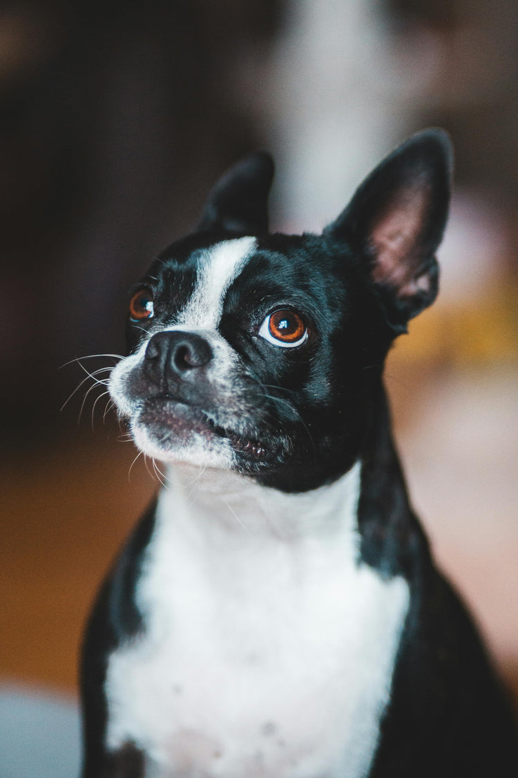 š¾ Trail Essentials: Hikes With Your Pup