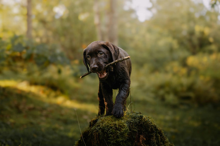 Outdoor Dog Gear
