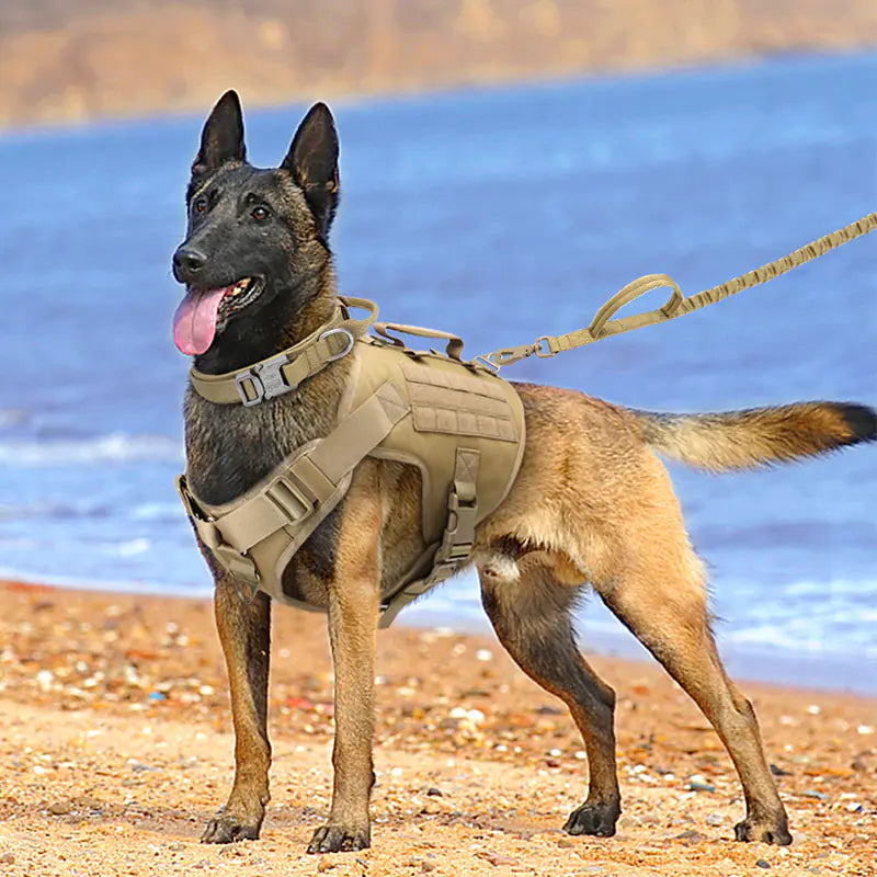 Chest Harness Vest for Dogs - Durable & Comfortable Dog Collar for Hiking & Outdoor Adventures πποΈ